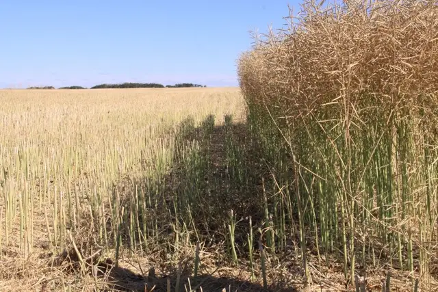 Canola field at harvest